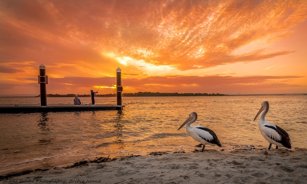 Pelicans-at-sunset