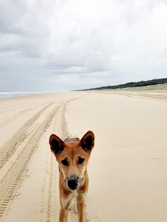 dingo on beach