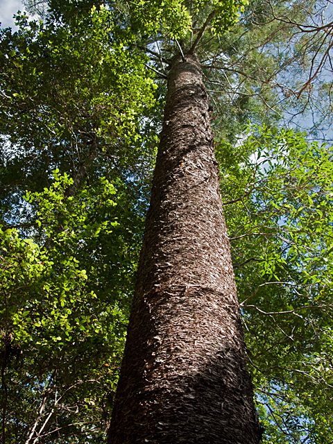 Kauri Pine