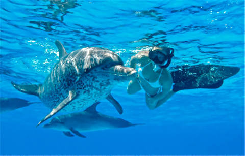 snorkel dolphins